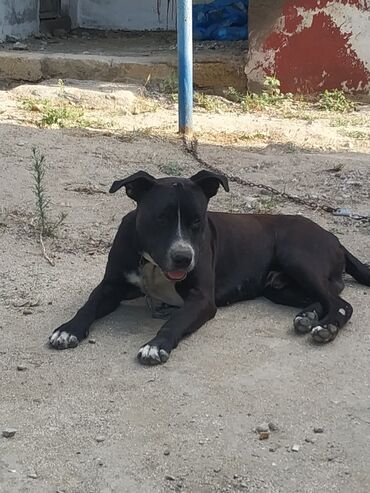 it ucun: Pitbul, 1 il, Erkek