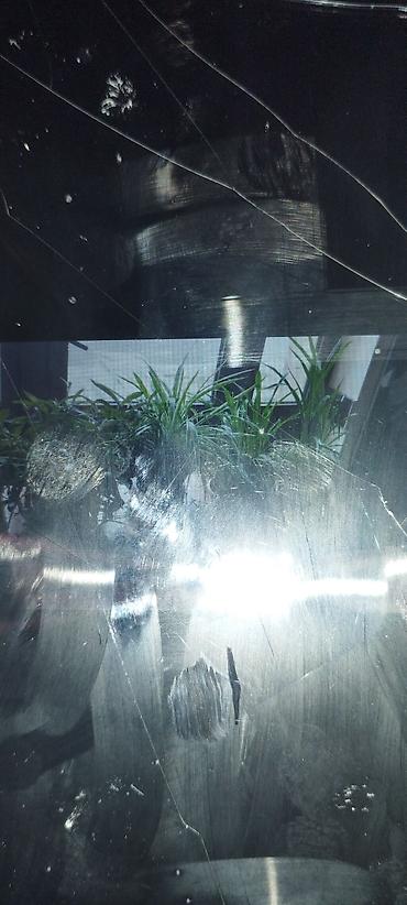 bitki guli: Otaq bitkiləri kolleksiyası - Xlorofitum (spider plant) – asan — 2