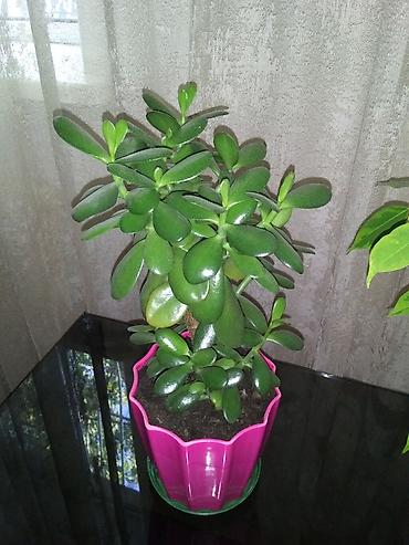 Фикустар: Фикус Бенджамина вариегатный (Ficus benjamina, пестролистная форма) — 2