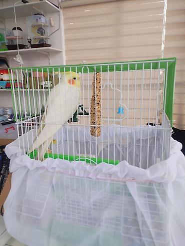 Digər quşlar: Corella rucnoydu tecili satilir — 5