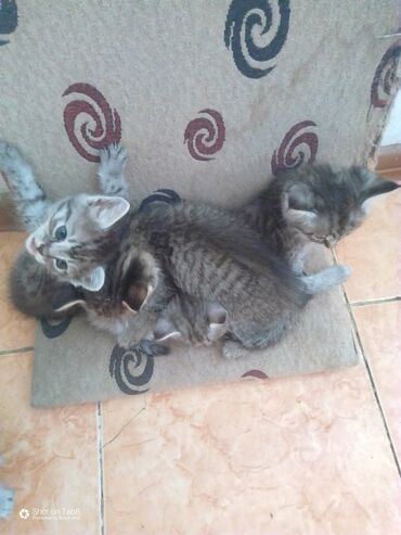 карликовые котята: Котята, 4 мальчика, ждут добрые руки. сами кушают, лоток знают