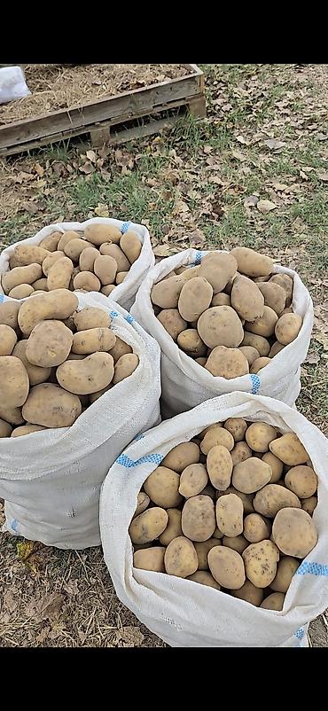 gül qabı: Məhsul: Təbii kənd kartofu (torbalarla) Təsvir: - Yerli təsərrüfatda — 1
