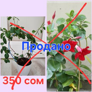 декоративные кусты: Комнатные растения в горшках. 1) Дипладения (мандевилла) — вьющаяся
