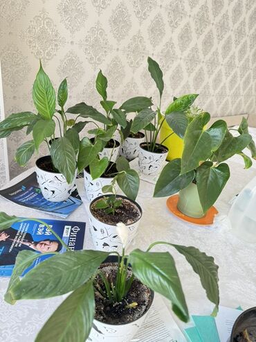 ножницы садовые: Комнатные растения в декоративных кашпо - Спатифиллум (женское