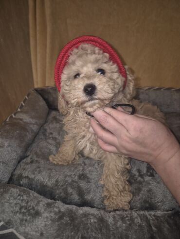 İtlər: Pudel, 2 ay, Erkek, Peyvəndli — 10