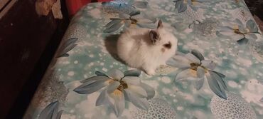 Dovşanlar: 🟠 Ev dovşanı balalarına super endirim kampaniyası. müvəqqəti olaraq 50 — 27