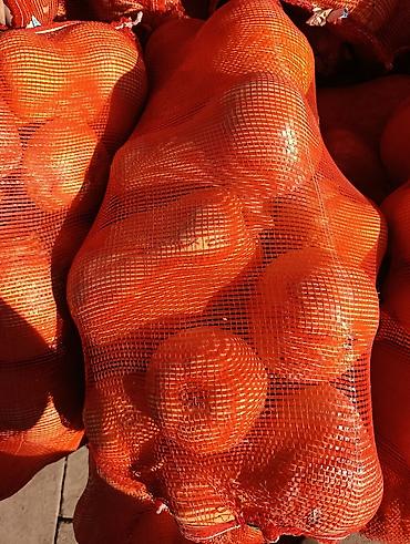 перепелиные яйца купить: Тыква столовая на корм в сетках - Сорт: крупноплодная столовая тыква — 2