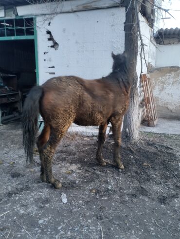 Лошади, кони: Продаю | Жеребец | Рабочий | Племенные — 8