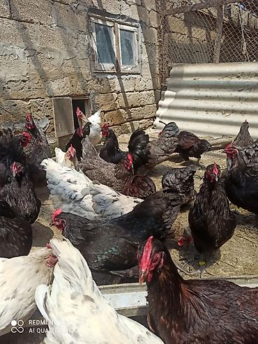 satılan atlar: Toyuq, Australorp, Damazlıq, Ödənişli çatdırılma, Ünvandan götürmə — 3