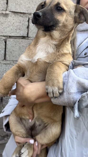 Отдам даром собаку: Собака даром: Дворняжка, 4 месяца, Самка, С прививкой — 11
