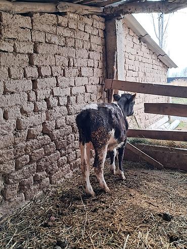 husky dog: Продаю | Бык (самец) | На откорм — 1