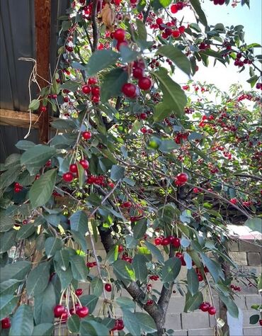 Продажа квартир: 4 комнаты, 96 м², Косметический ремонт — 13