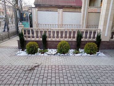 Другие услуги: 🍀стрижка хвойных🍀 🍀обрезка деревьев🍀 🍀Газон под ключ. 🍀Все виды — 5