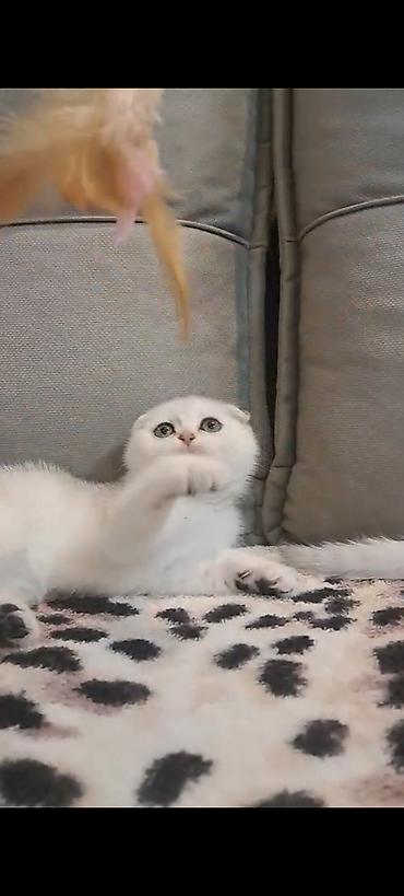 Кошки: Шотландская вислоухая — 6