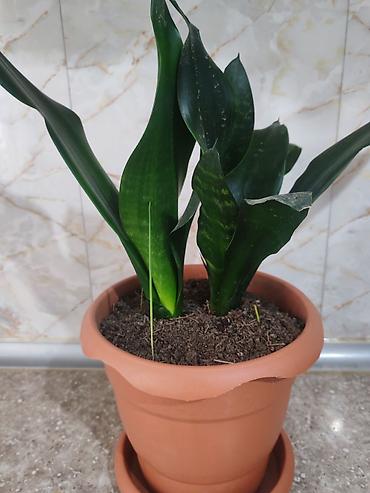 Otaq bitkiləri: Sansevieria gülü - Növ: Sansevieria trifasciata (Qaynanadili) - — 3