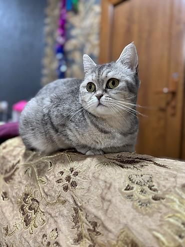 Кошки: Шотландская, Самка, Самовывоз — 3