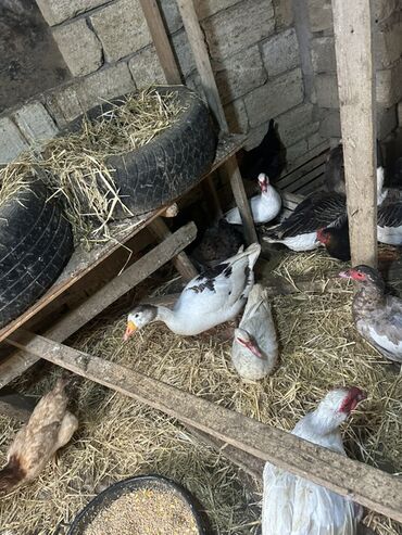 Ördəklər: Dişi, Ətlik — 7