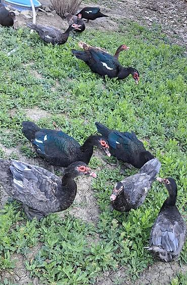 Ördəklər: Erkək, Ətlik, Pulsuz çatdırılma — 9