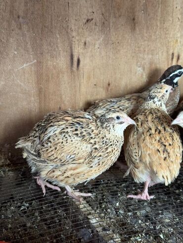 бройлеры оптом: Продам перепелок несушки! Молодые! Все куры! Количество 8 штук