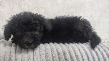 İtlər: Pudel, 2 ay, Erkek — 10