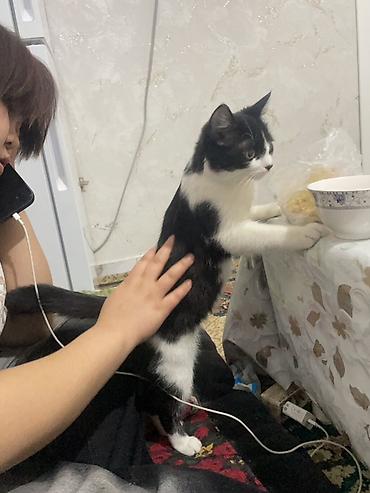 Отдам даром кошку: Кошка даром: Беспородная, 7 месяцев, Девочка, Приучена к лотку — 10