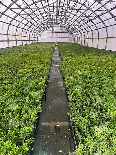 Декоративные деревья: Саженцы деревьев: Можжевельники (Арча) — 5