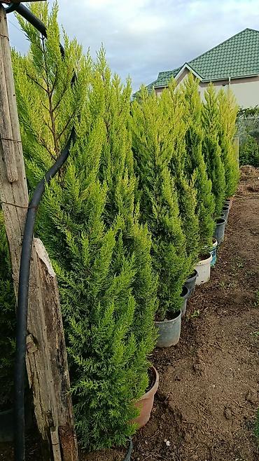 pavlonya ağacı: Limon yolkası — 2