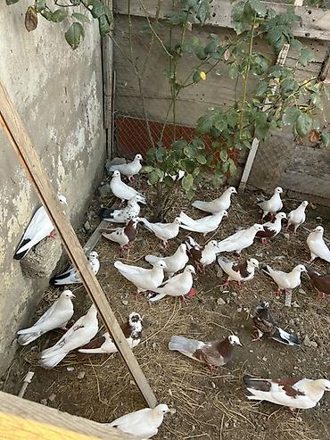 goyercin hini: Salam hamsi 4 cut quwdan toremedi tergzlr 32 dene heyvandi tek satlmr — 2