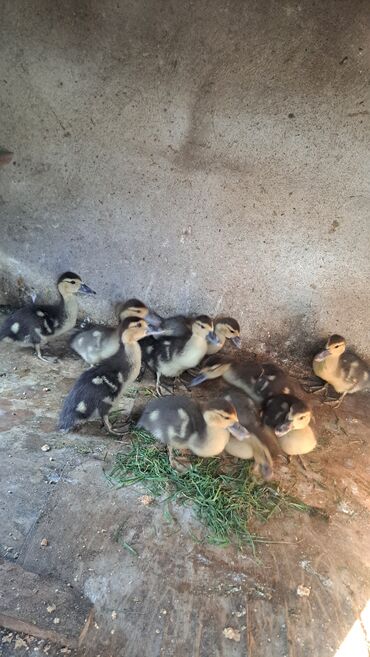 Ördəklər: Dişi, | Macar, Damazlıq, Pulsuz çatdırılma — 5