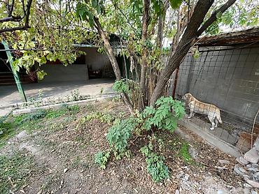 Продажа коттеджей и домов: Продаётся уютный и тёплый дом в самом сердце Бишкека! ЦУМ / ГУМ — — 4