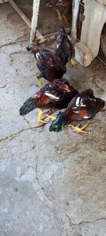 в добрые руки собаку: Salam Temiz cins heytati 3 bece 3 fere satilir bazar heyvani deyil