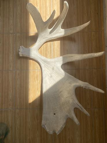 cuyur: Cuyur buynuzlari iki cut. olculeri: 25sm/15sm Sığır buynuzu: 81sm/63sm — 2