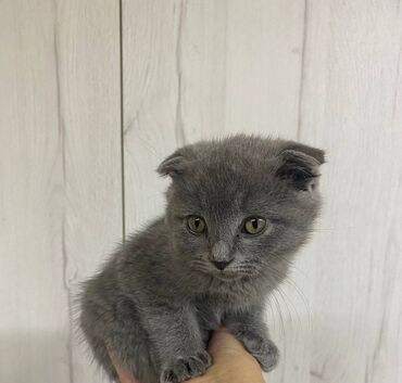 сколько стоит котенок вислоухий шотландец: Отдам в хорошие руки! шотландская вислоухая. к лотку приучена