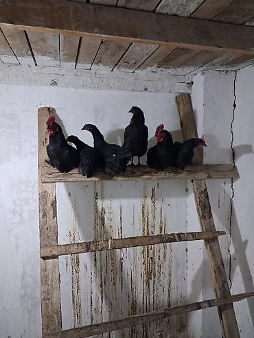 Yumurta: Satılır:Avstrolop cinsi üçün inkubasiya yumurtaları - Cins: Avstrolop — 2