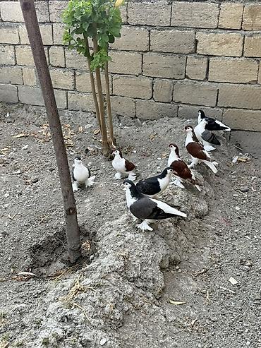 quşlar goyərcin: Delfinler ve povlinler satilir ciddi alicilar yazsin elaqe 0504240736 — 2