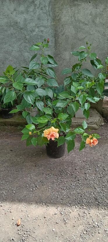 Çəngəllər: Dibçəkdə əkilmiş hibiskus bitkisi, sıx yaşıl yarpaqları və canlı