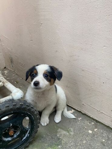 İtlər: 2 ay, Ünvandan götürmə — 4