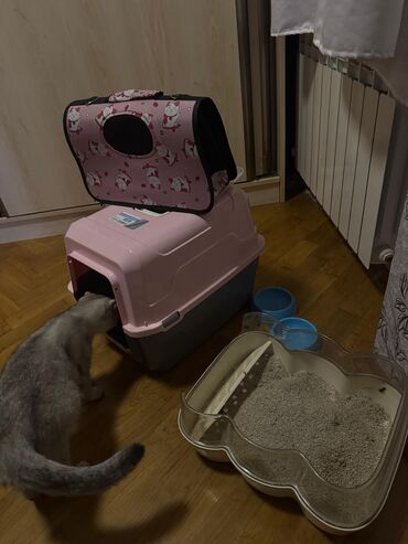 Pişiklər: Şotland yastı qulaq, Dişi, Yaxşı əllərə, Ödənişli çatdırılma — 14