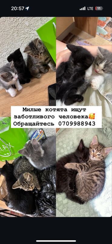 куплю кошка: Кошка даром: Беспородная, Девочка