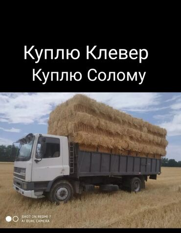 ячмень цена: Куплю Клевер Салому Пшеничный Ячменный Клевер оптом с поля. Саман Алам
