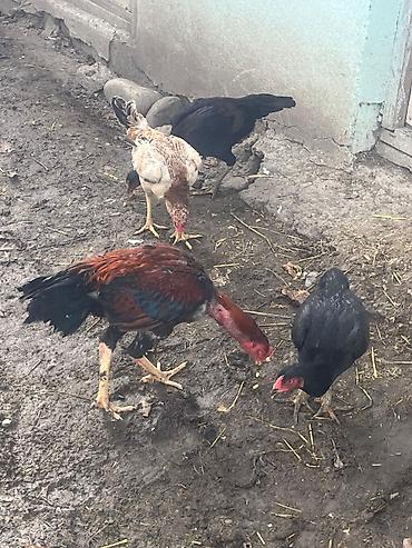 avstrolop yumurtasi: Mayalı Sosyet heyratı yumurtaları satılır yaxşı heyvanların — 9