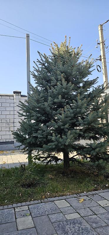 тарелочка для украшений: Ель голубая - Хвойные деревья с плотной конической кроной и — 2