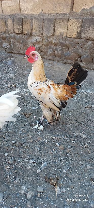 Toyuqlar: Toyuq, Damazlıq -da lalafo.az — 7 Toyuqlar: Toyuq, Damazlıq — 7