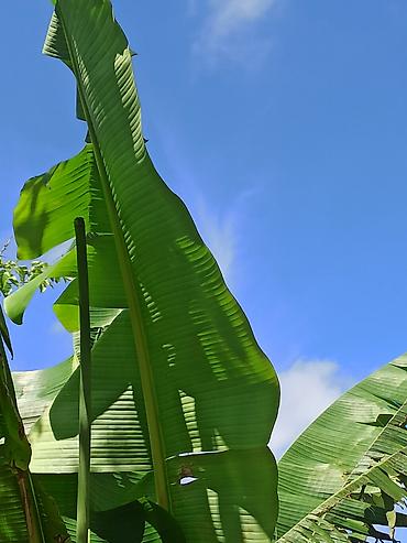 Ağaclar: Banan ağacı satışı - Növ: Tropik banan ağacı (Musa spp.) - İstilik — 4