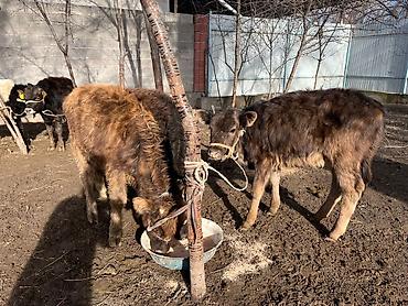 Коровы, быки: Продаю | Тёлка | Алатауская | Для разведения | Осеменитель — 1