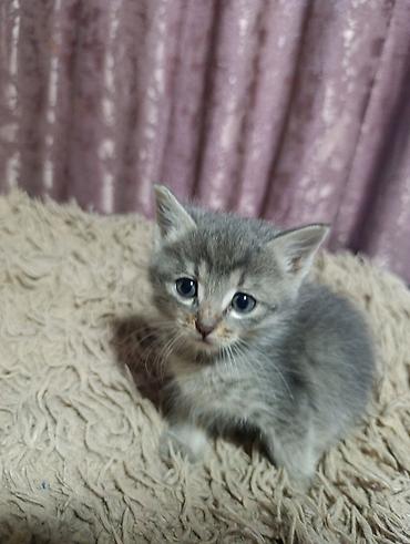животные кошки: Котята. На выбор малыши с серо-голубым и тигровым (серо-коричневым — 1