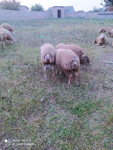 diri qoyun satisi: Her cekide qurbanliq quzular ve qoclar diri ceki 9 manat
