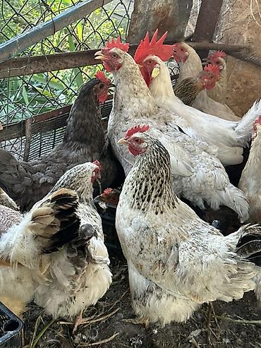 продам курей: Продаю | Куры, Петух | Полубрама, Домашняя | На забой, Для разведения, Несушки — 3
