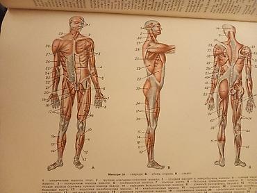 Ensiklopediyalar: Populyarnaya Meditsinskaya Entsiklopediya (rus dilində) очень много — 2