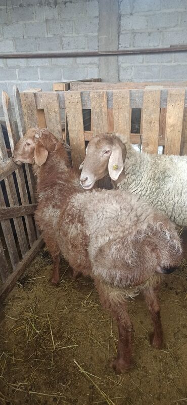 овцы дулан: Продаю | Овца (самка), Баран (самец)
